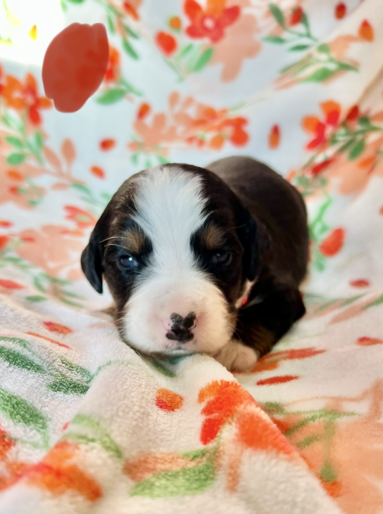 Available Puppies! - TEXAS BEST PUPPIES, LLC